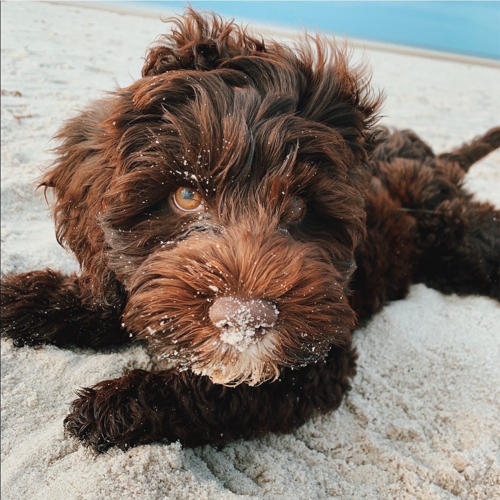 Meet your Posher, Renata